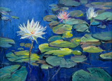 Water Lillies In Bloom